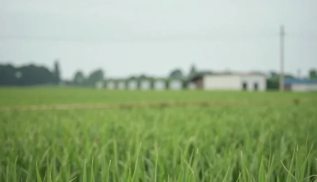 提示词交易怎么开发票:办公效率优化中的实际问题
